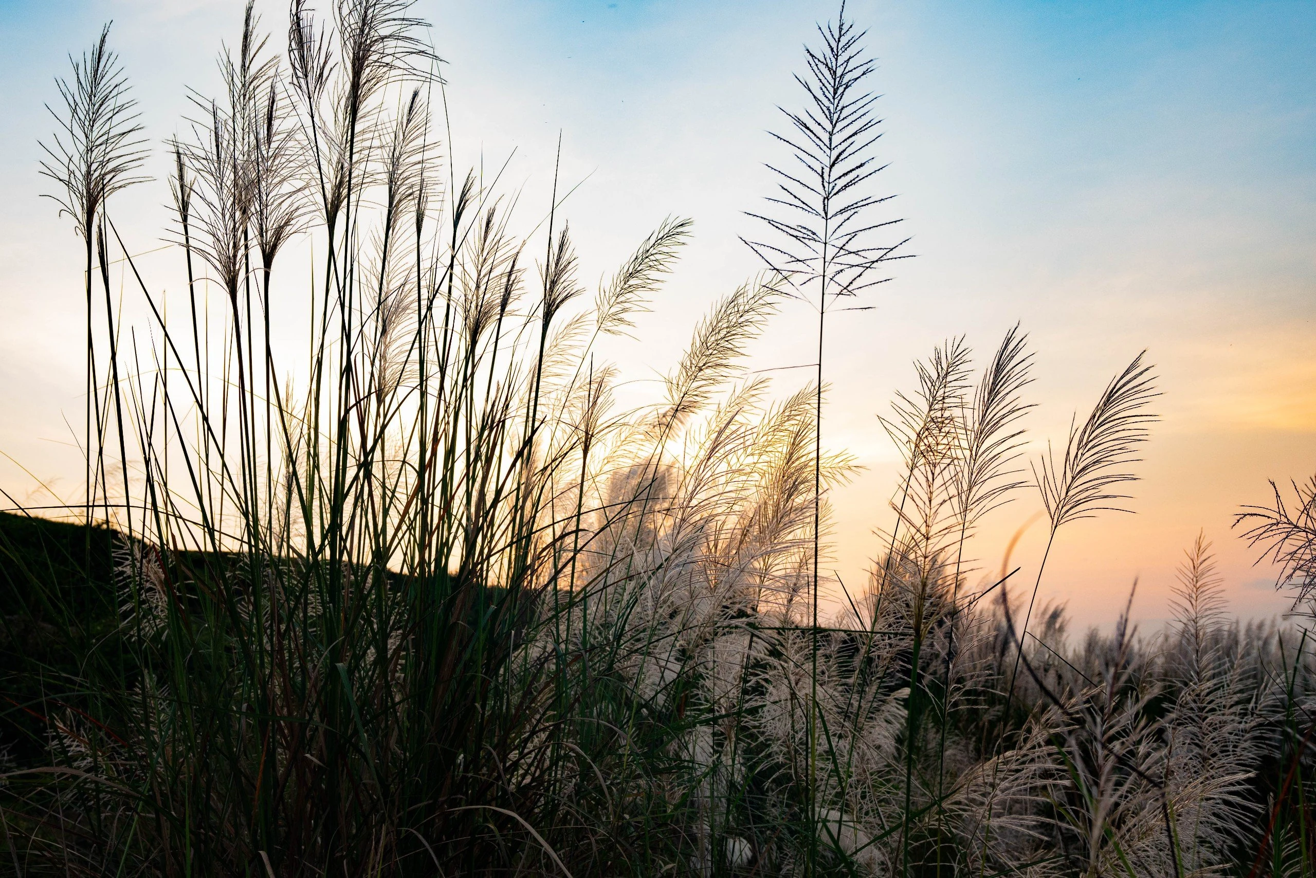 The colossal season of white reeds