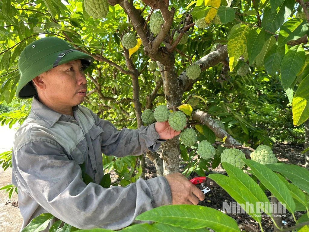 Các xã miền núi Ninh Bình bứt phá từ lợi thế bản địa