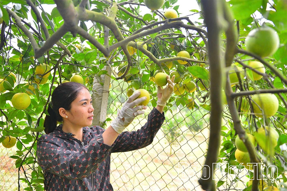 Cam Cao Phong vào vụ mới, hứa hẹn bội thu