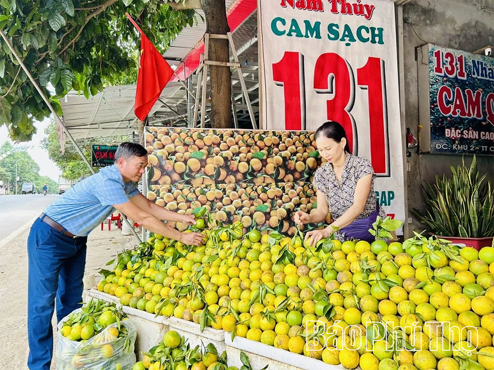 Cam Cao Phong vào vụ mới, hứa hẹn bội thu