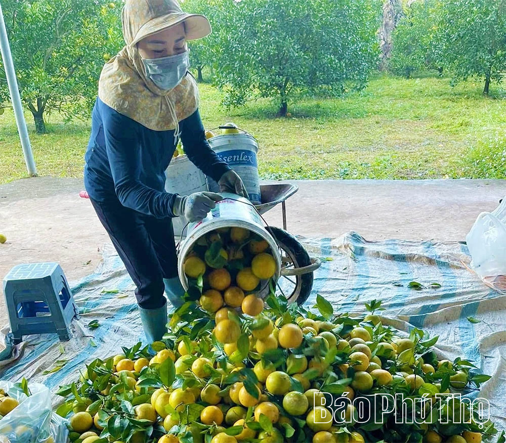 Khẳng định vai trò chủ lực trong đầu tư phát triển “tam nông”