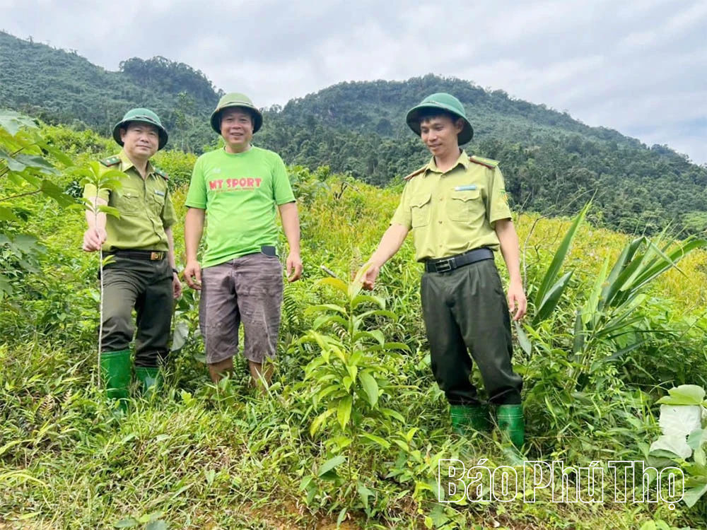 Phú Thọ tăng cường quản lý, bảo vệ rừng
