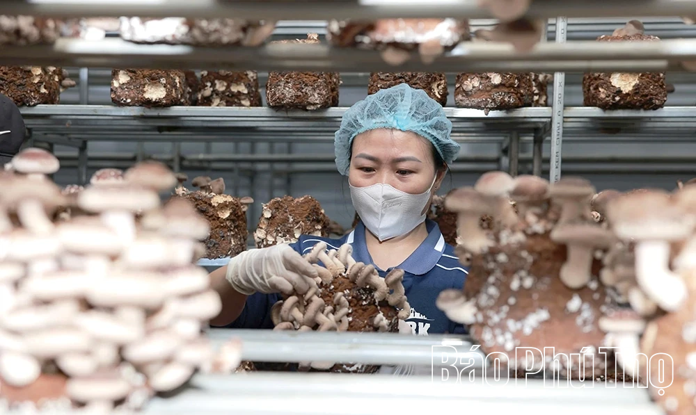Khám phá mô hình trồng nấm hữu cơ