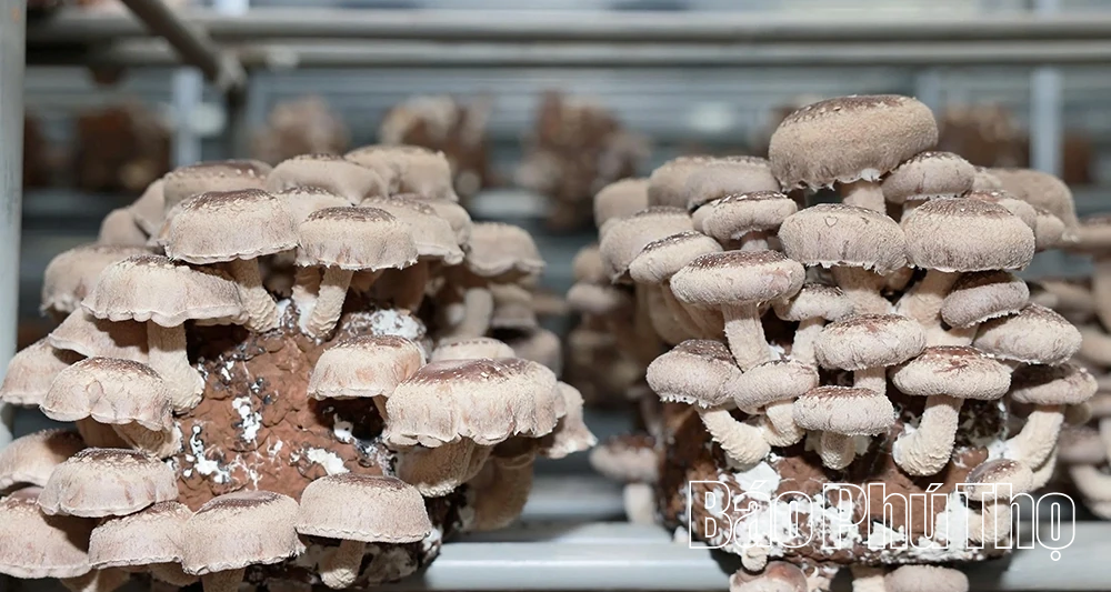 Khám phá mô hình trồng nấm hữu cơ