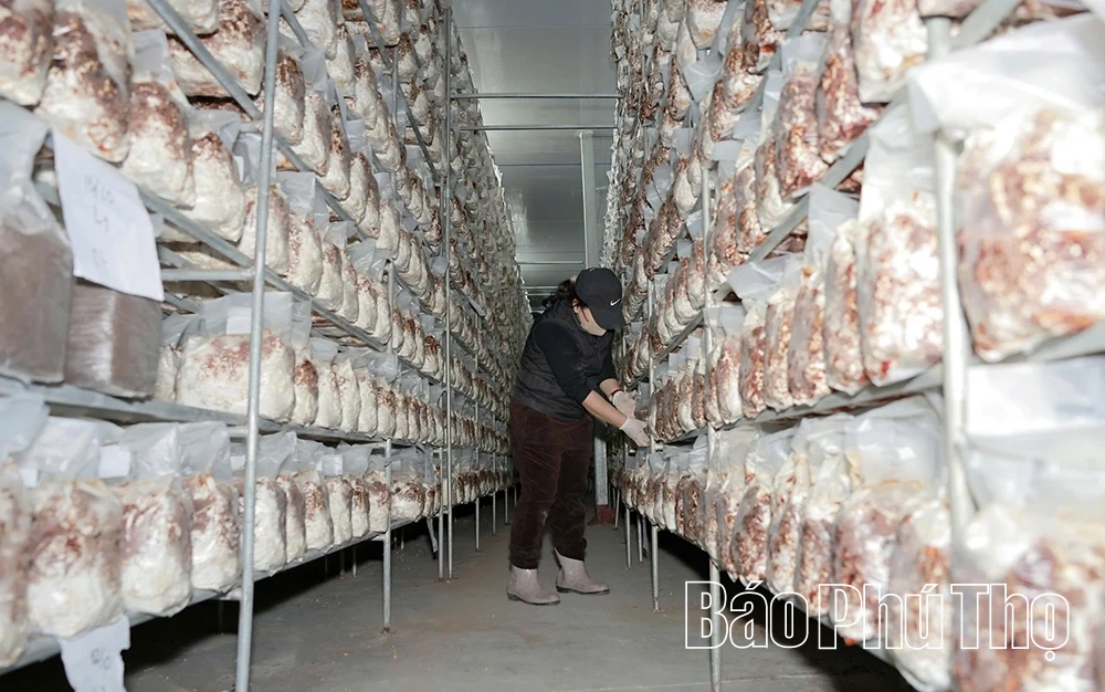 Khám phá mô hình trồng nấm hữu cơ