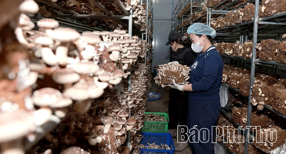 Khám phá mô hình trồng nấm hữu cơ