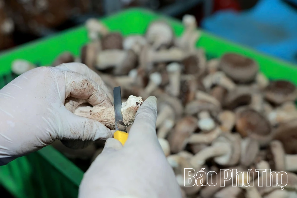 Khám phá mô hình trồng nấm hữu cơ