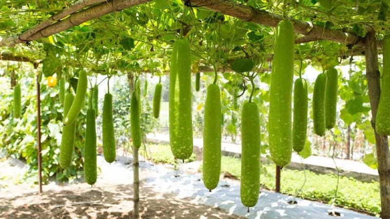 Giá cả thị trường ngày 22/12/2025