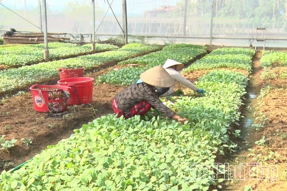 Tăng cường sử dụng phân bón hữu cơ để bảo vệ đất