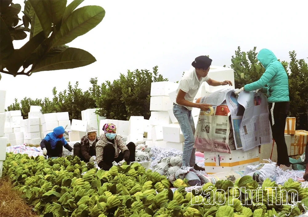 Cây phật thủ trên đất Liên Châu