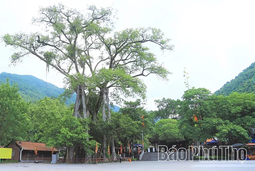 Luring Steps in Tay Thien