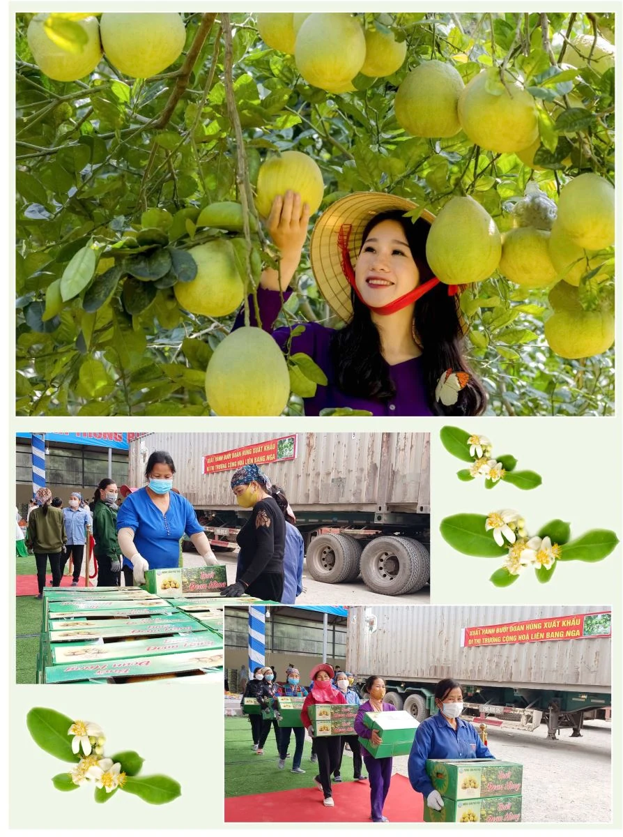 Phủ Đoan mùa hoa bưởi