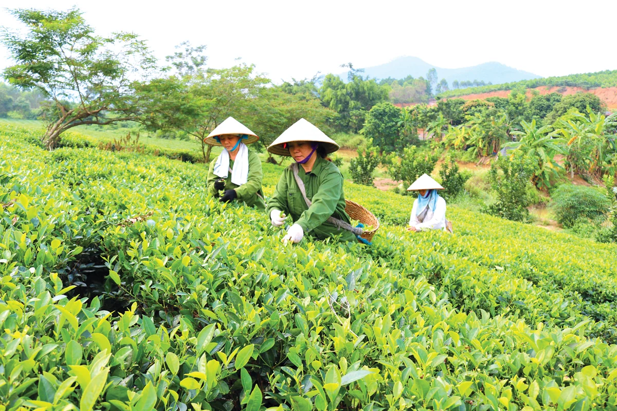 Thanh Sơn ngày mới
