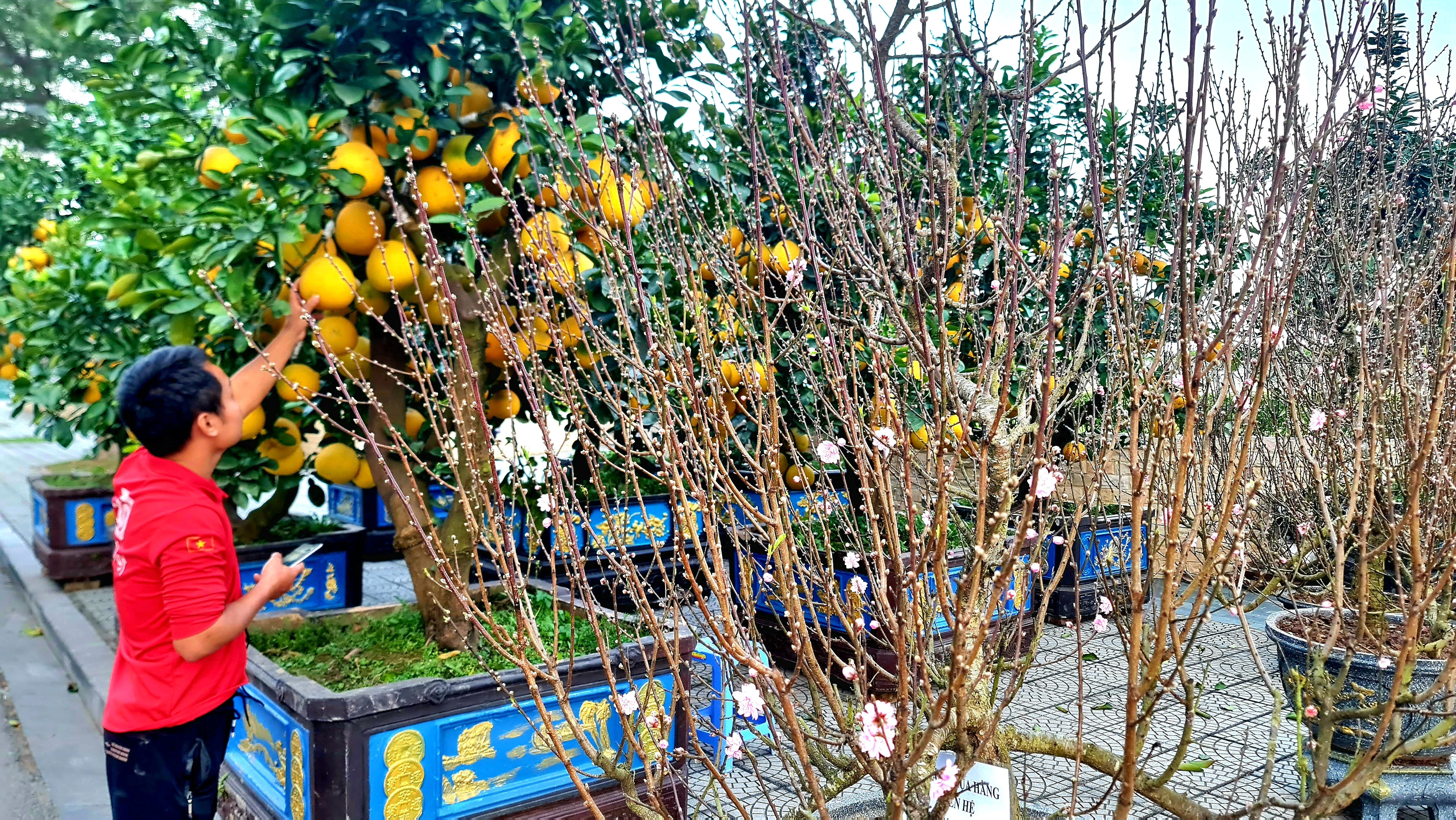 Chợ hoa ngày Tết