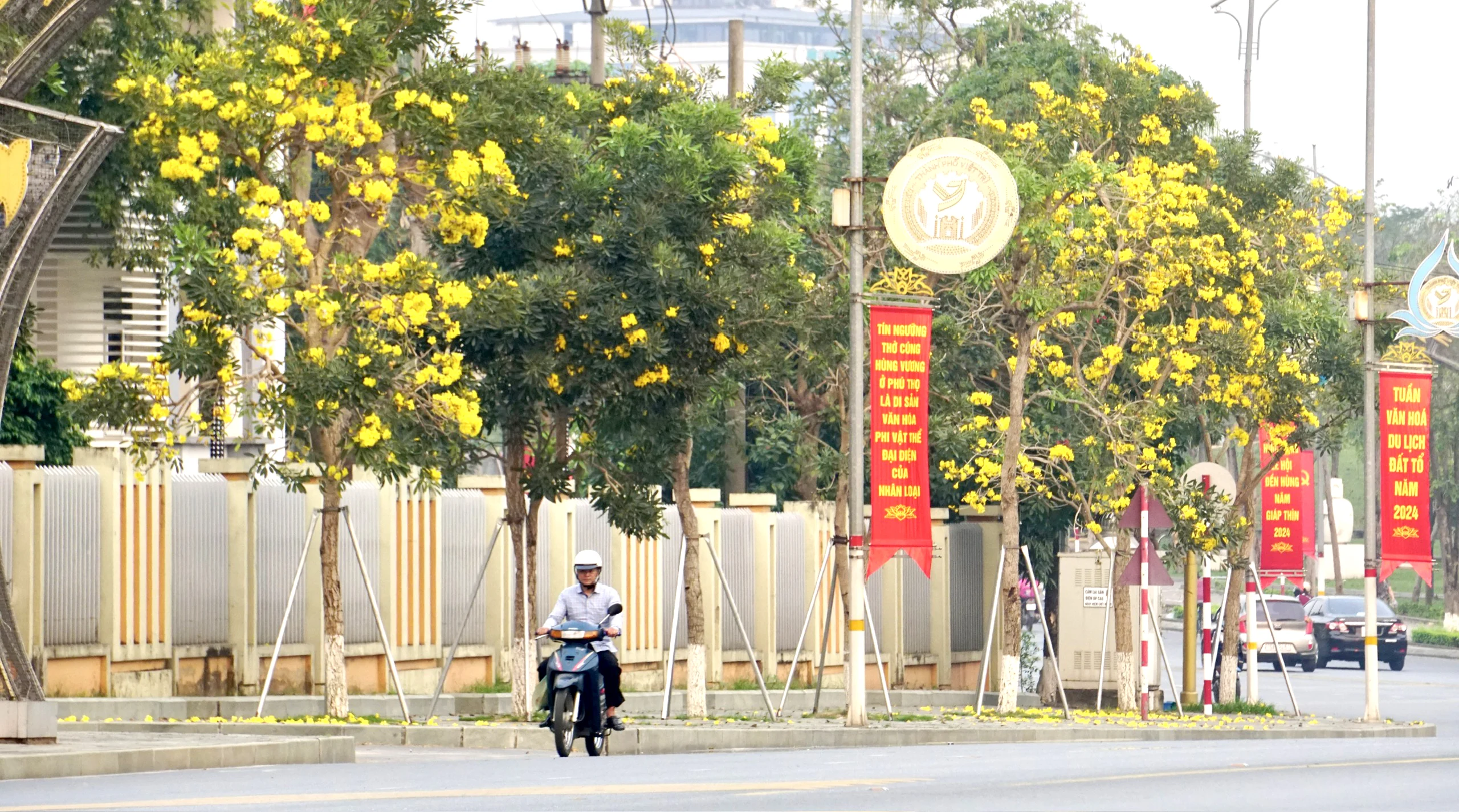 Ngắm mùa hoa phong linh nhuộm vàng góc phố