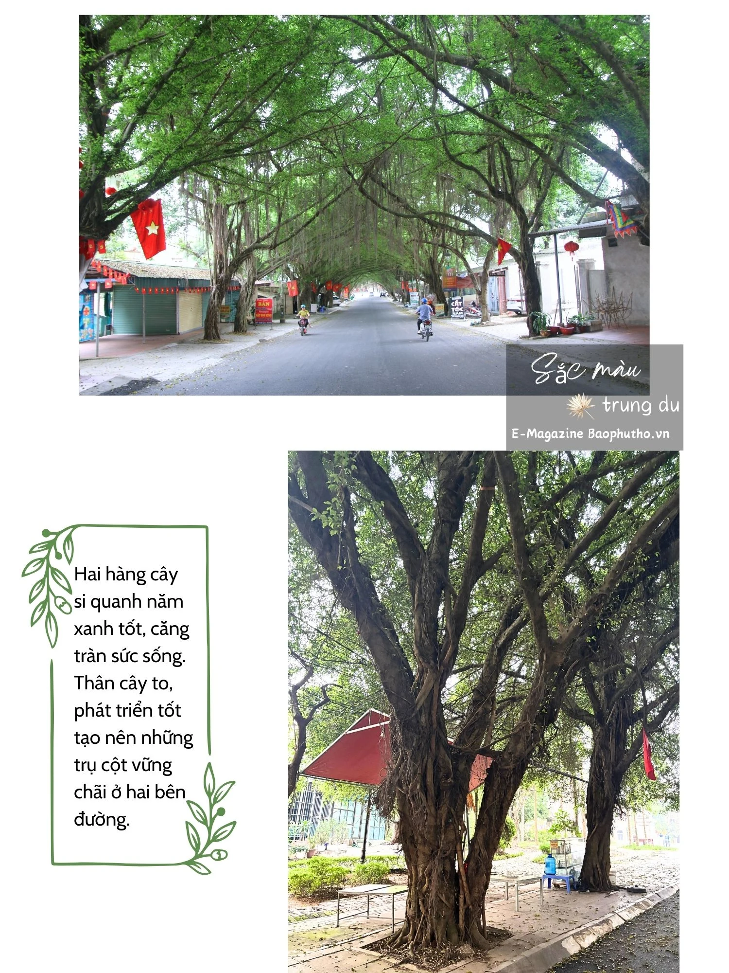 Sắc màu trung du
