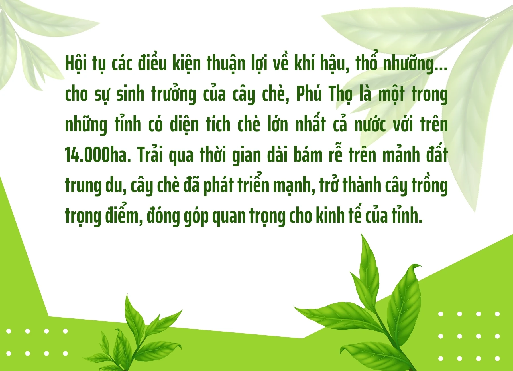 Phát triển thương hiệu chè Phú Thọ
