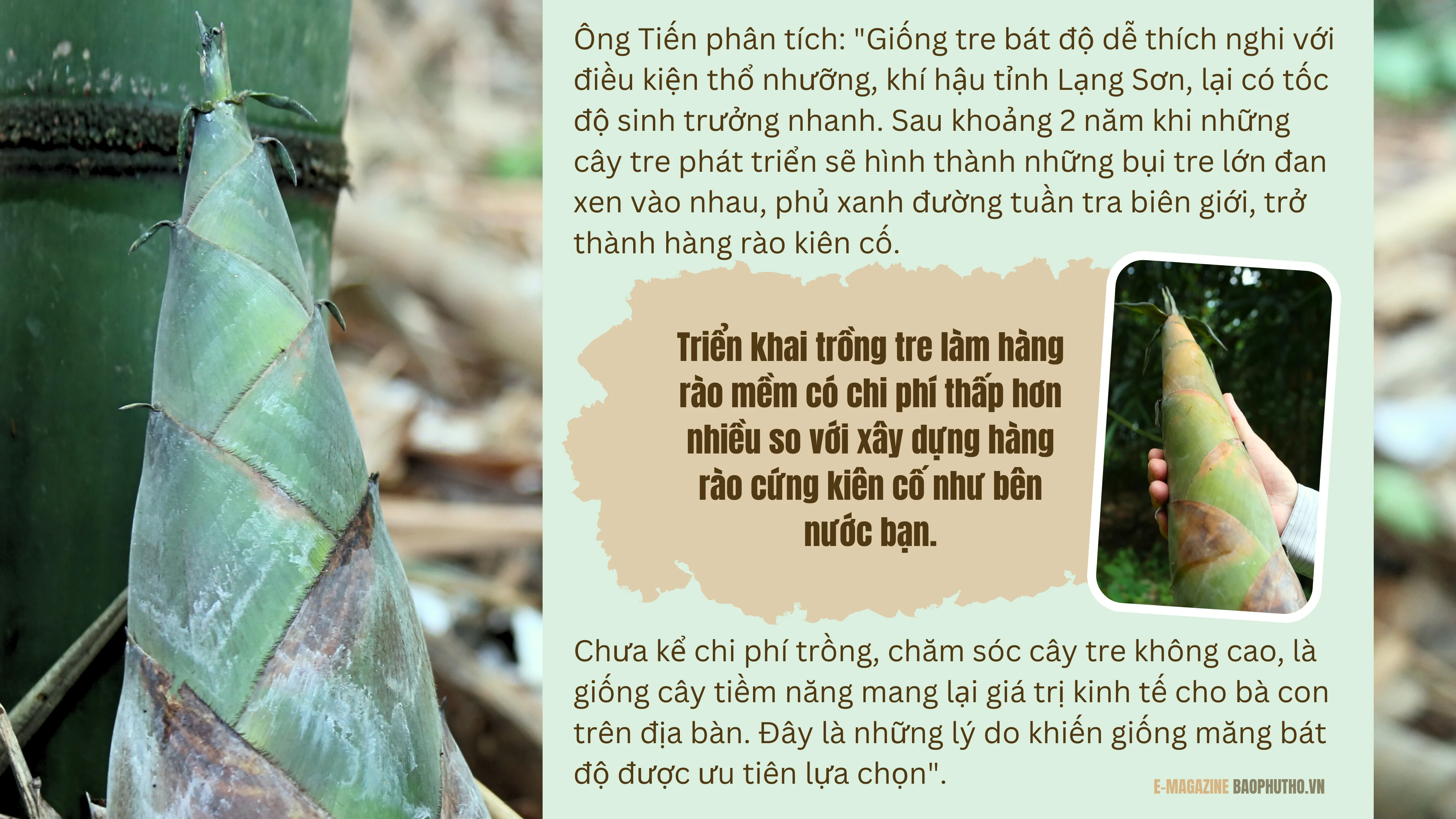 Người góp vành đai xanh “Luỹ tre biên giới Việt”