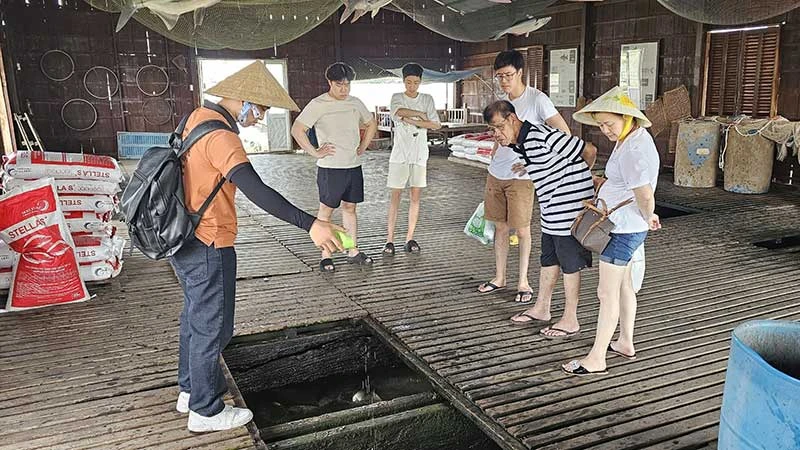 “Bảo tàng cá” giữa lòng sông Hậu