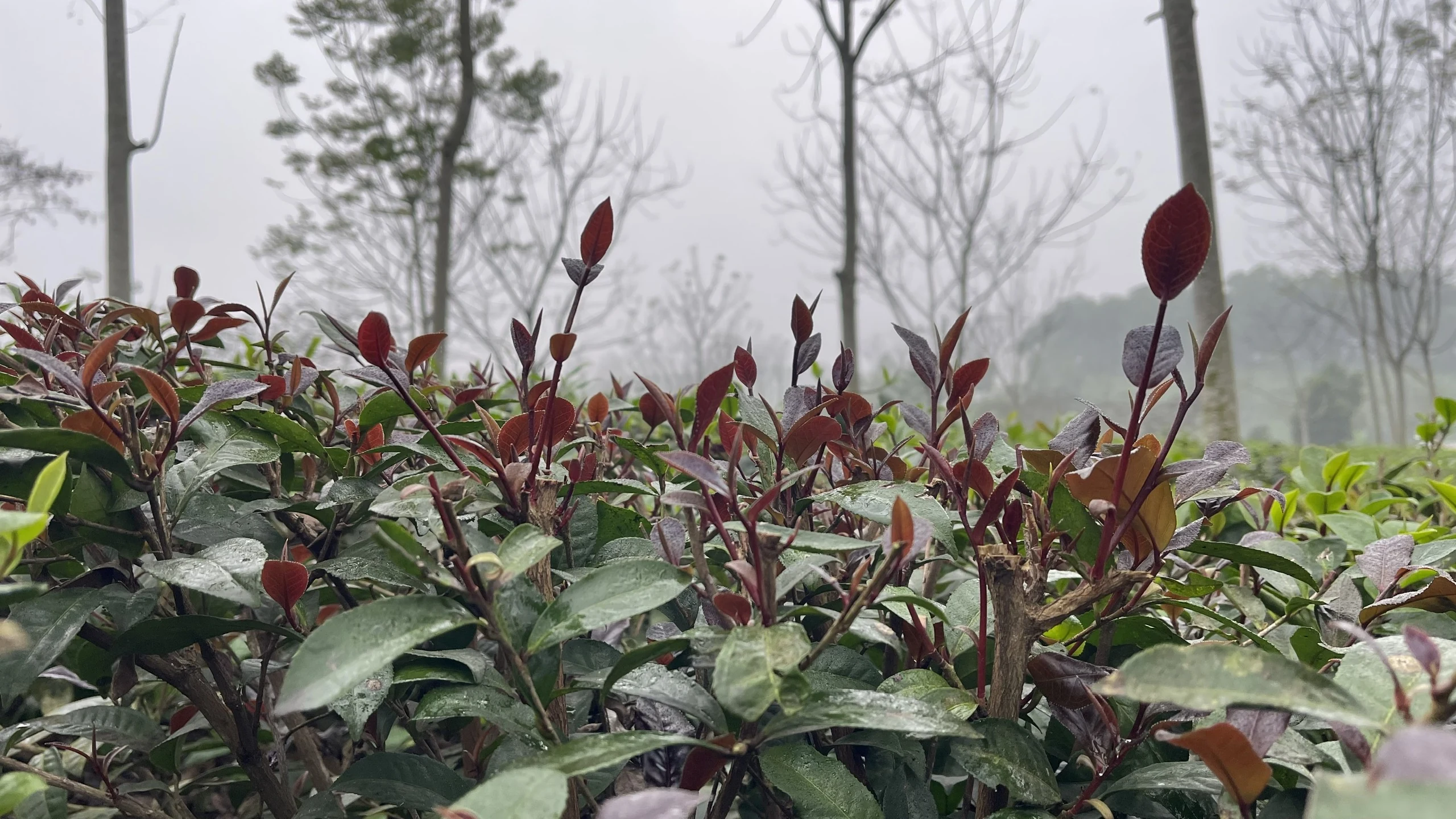 Kỳ II: Thanh Ba đưa thương hiệu chè phát triển bền vững