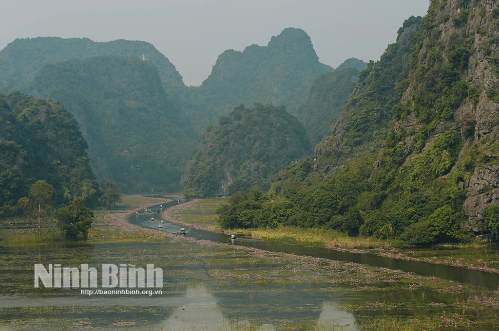Đẹp nao lòng mùa hoa súng tím