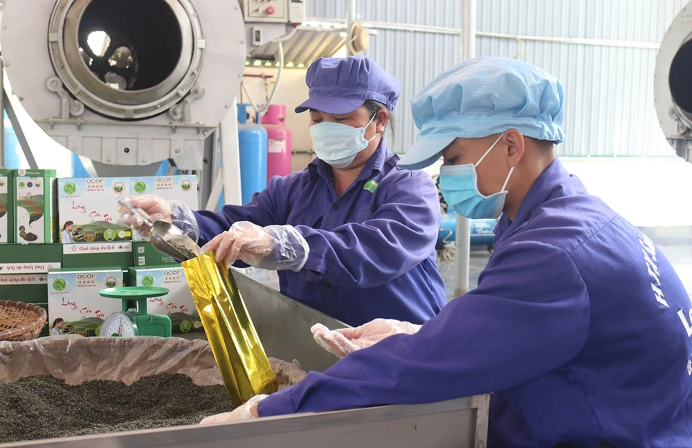 Phu Tho has a potential product that has achieved 5-star OCOP certification