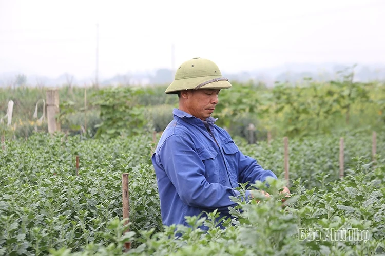 Tien Du Flower Village Hustling into the Tet Season