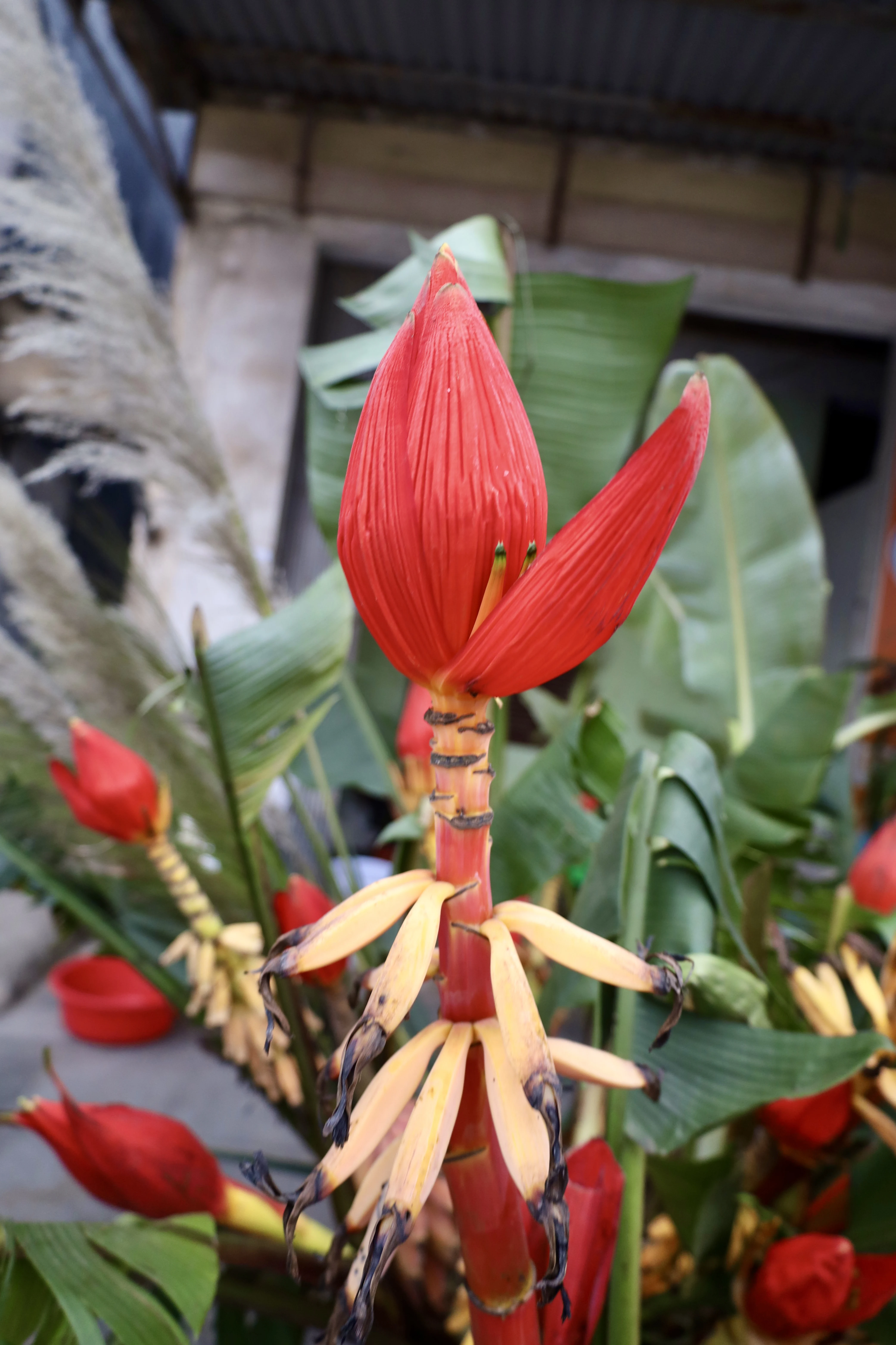 Brilliant wild banana flowers during Tet holiday