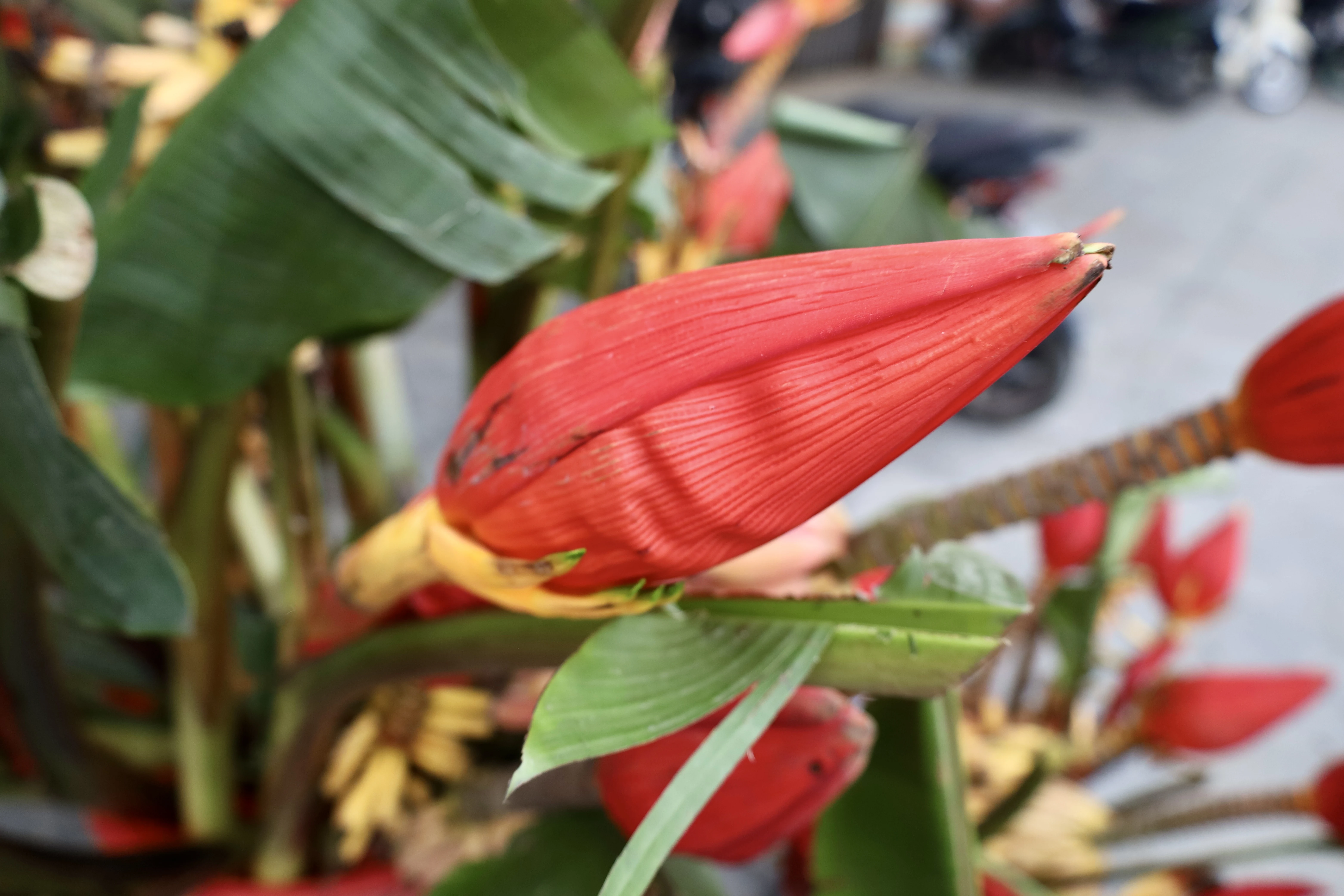 Brilliant wild banana flowers during Tet holiday