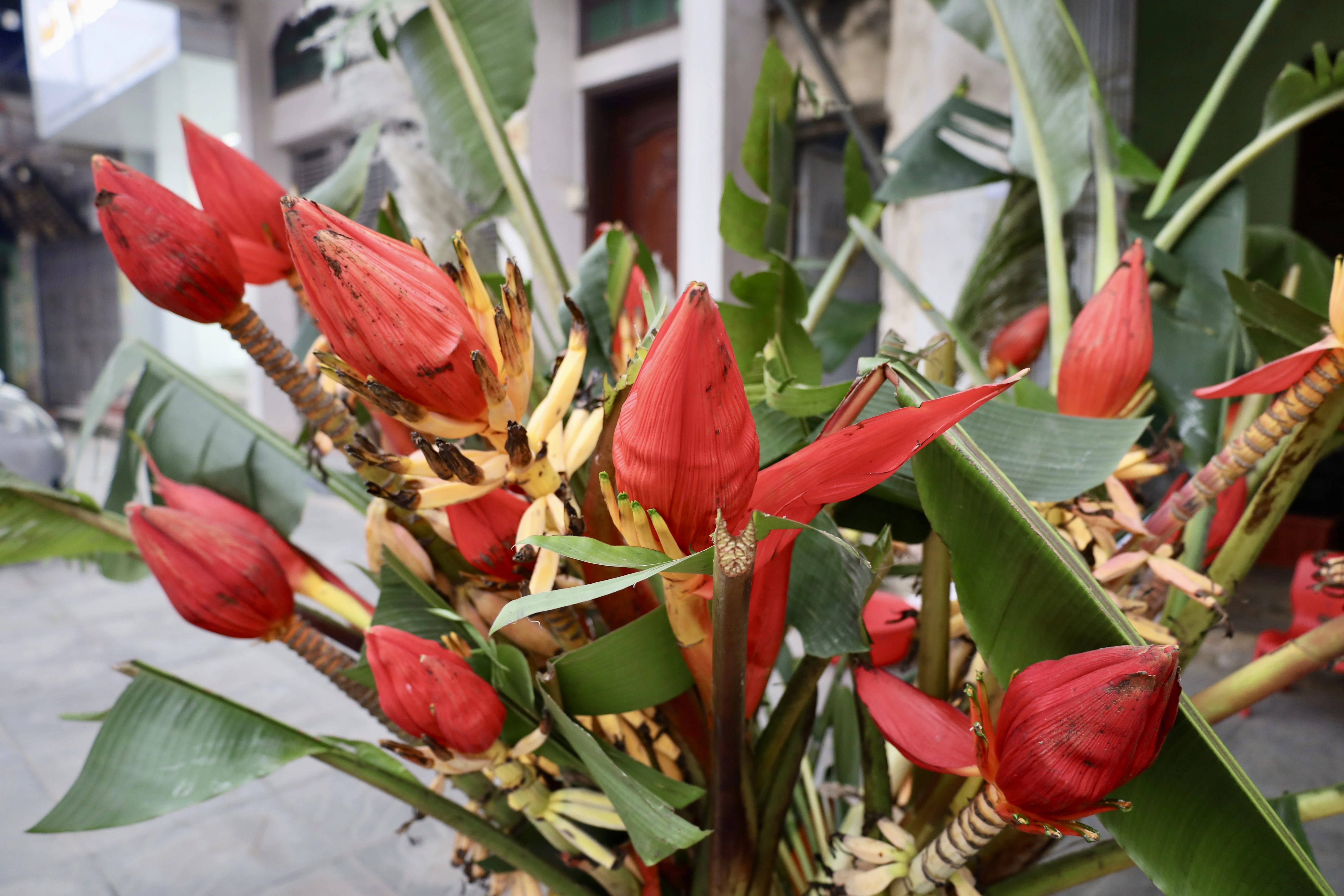 Brilliant wild banana flowers during Tet holiday