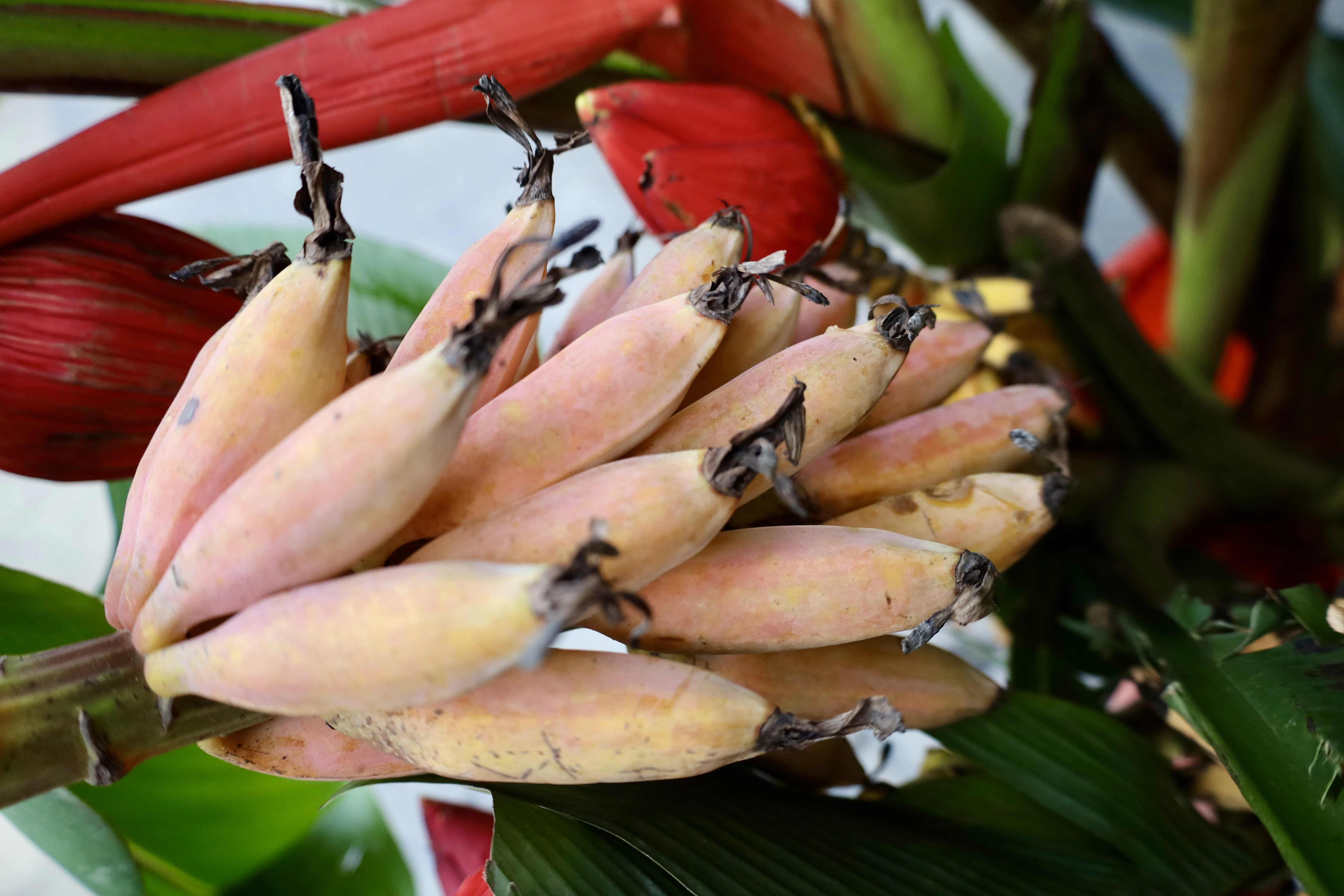 Brilliant wild banana flowers during Tet holiday