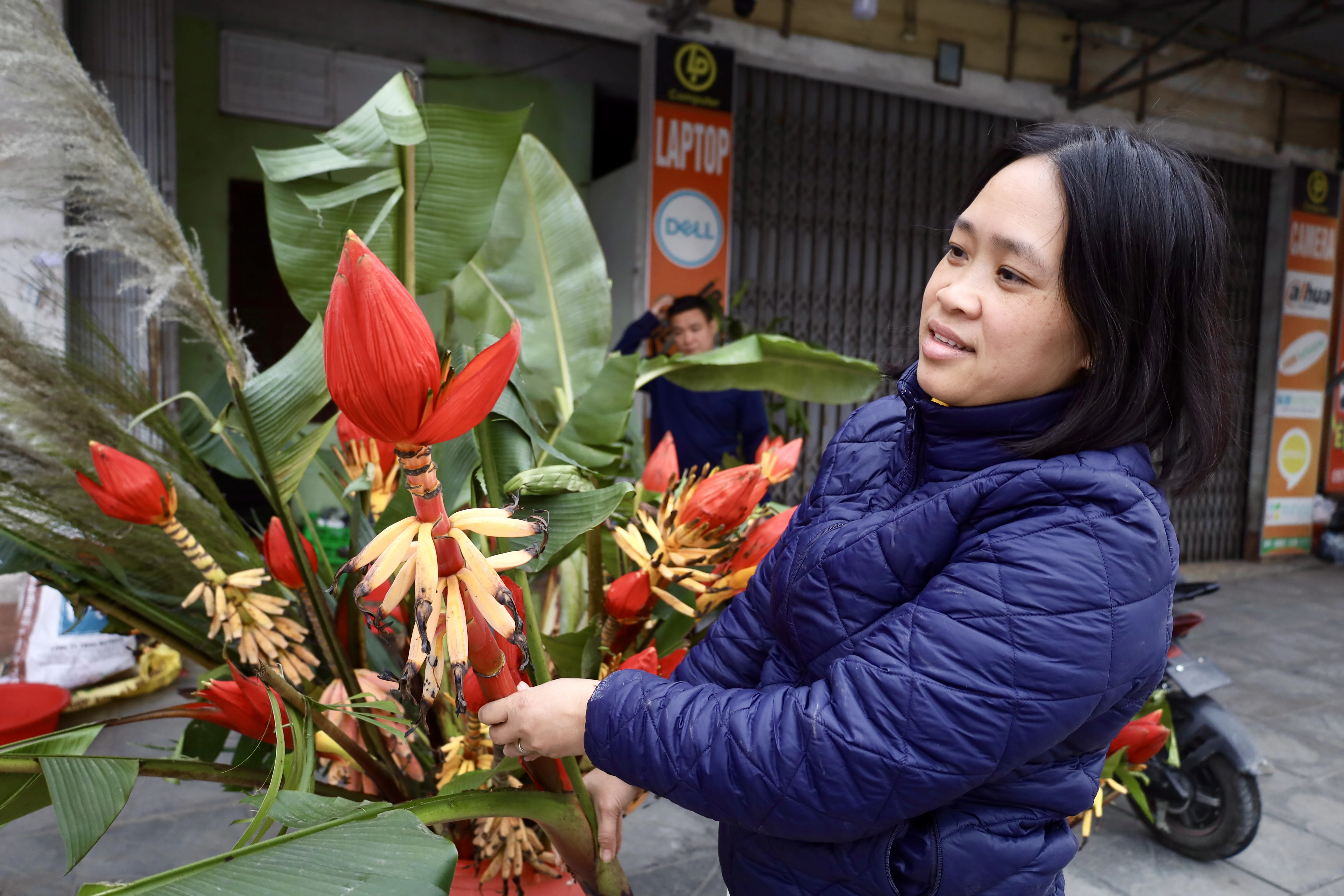 Brilliant wild banana flowers during Tet holiday