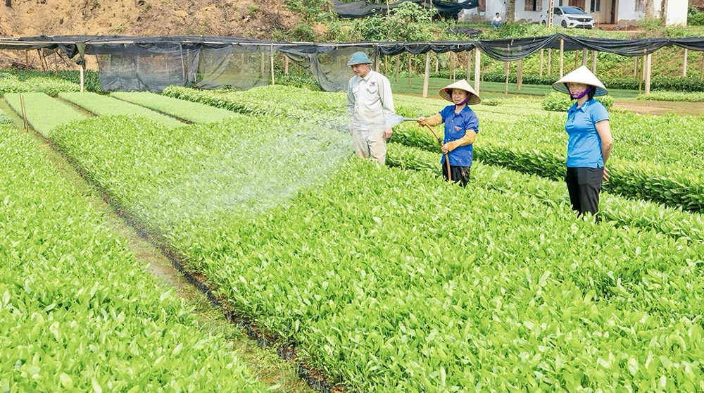 Liên minh Hợp tác xã tỉnh đồng hành cùng hợp tác xã phát triển