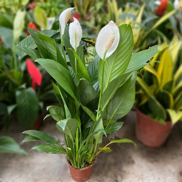 Top 10 cây nội thất vừa đẹp vừa giúp thanh lọc không khí