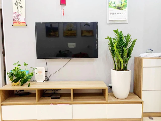 Top 10 cây nội thất vừa đẹp vừa giúp thanh lọc không khí