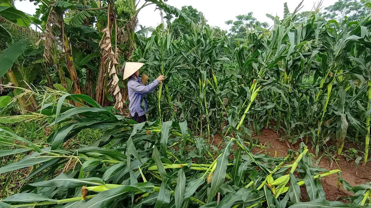 Thiệt hại gần 950 triệu đồng do ảnh hưởng mưa, dông