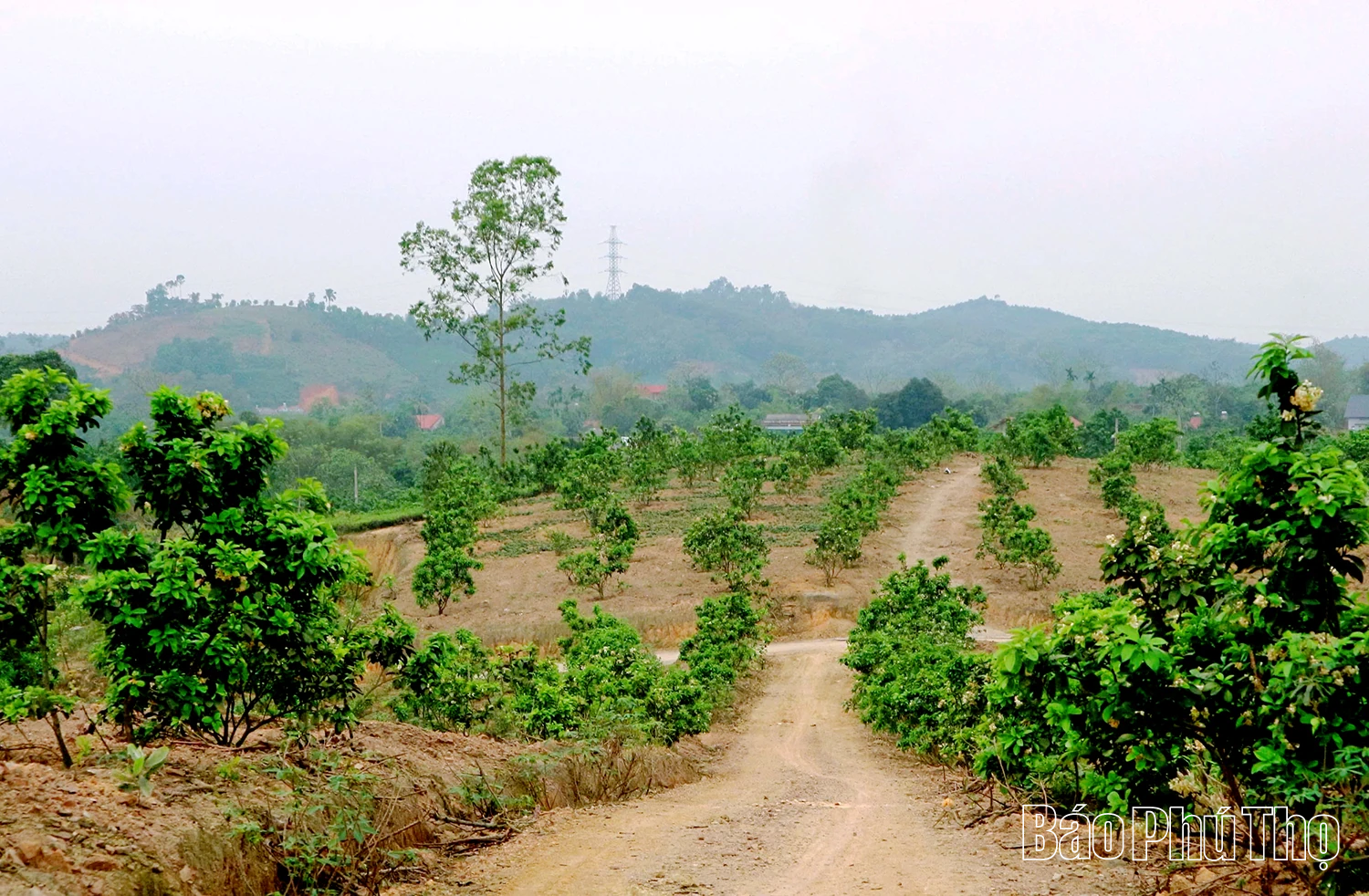 Nâng tầm bưởi đặc sản