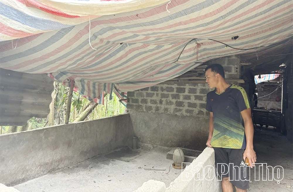 Người chăn nuôi điêu đứng sau dịch tả lợn châu Phi