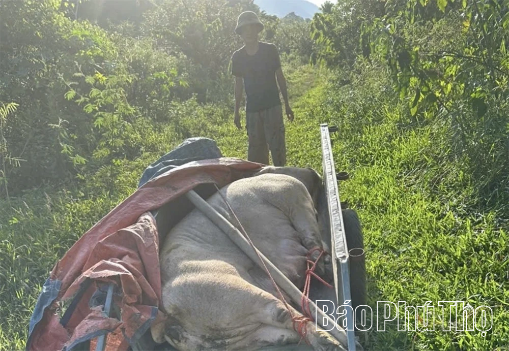 Người chăn nuôi điêu đứng sau dịch tả lợn châu Phi