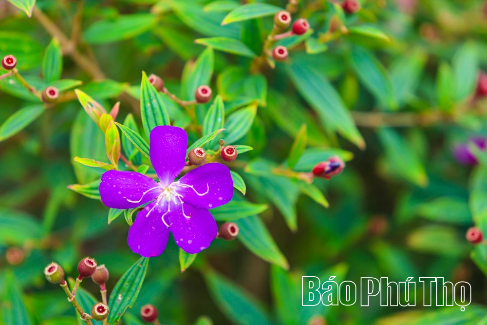 Mây vờn trên đỉnh Hang Kia