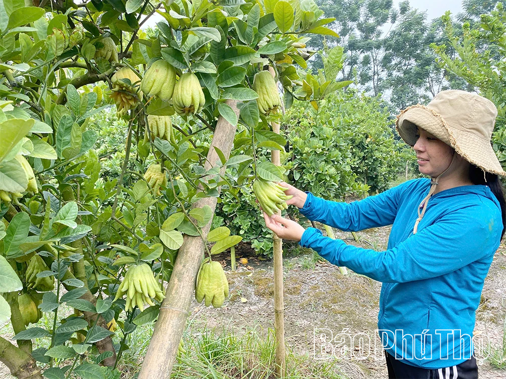 Hiệu quả sản xuất nông nghiệp tập trung theo hướng hàng hóa