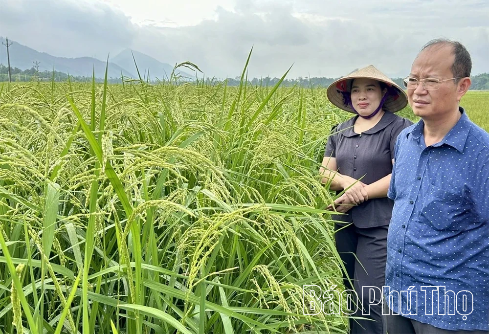 Nông nghiệp hướng tới giá trị cao