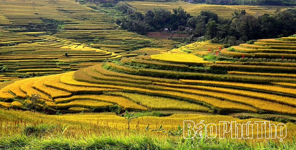 Lễ hội Ruộng bậc thang Miền Đồi 2025 sẽ có nhiều hoạt động đặc sắc