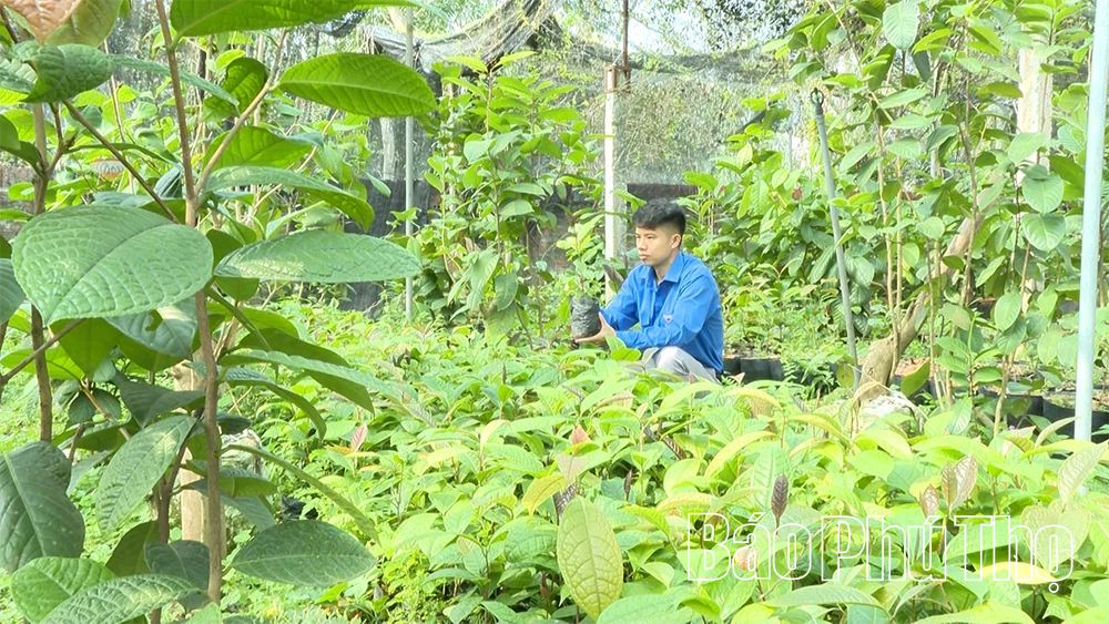 Hành trình cứu cánh “nữ hoàng trà” của chàng kỹ sư trẻ