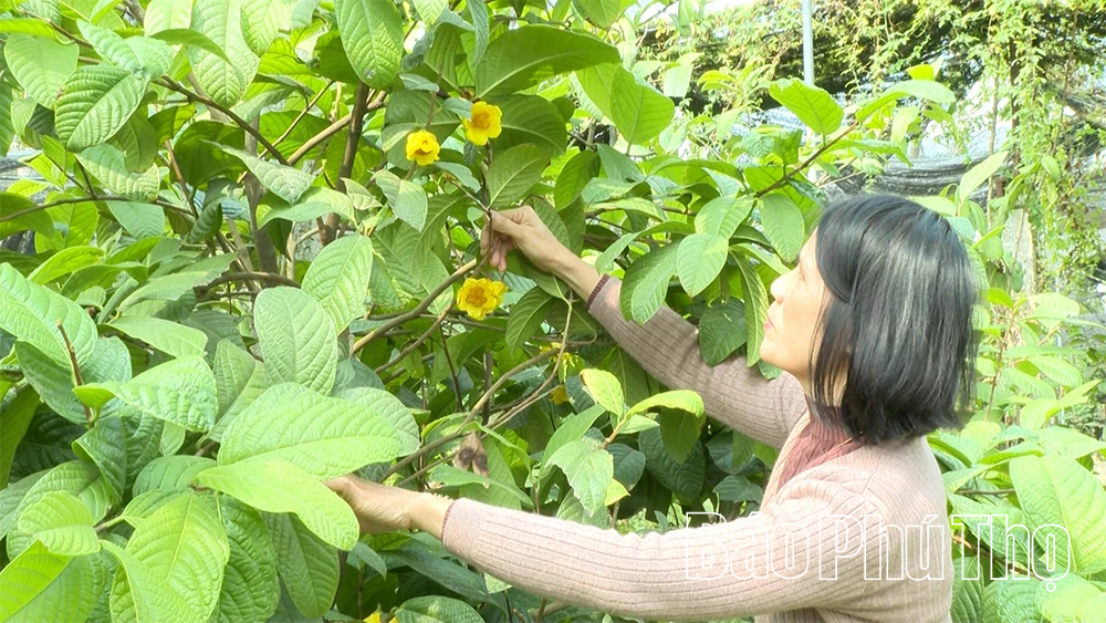 Hành trình cứu cánh “nữ hoàng trà” của chàng kỹ sư trẻ