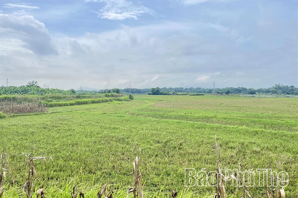 Mong ước ở Thanh Ba
