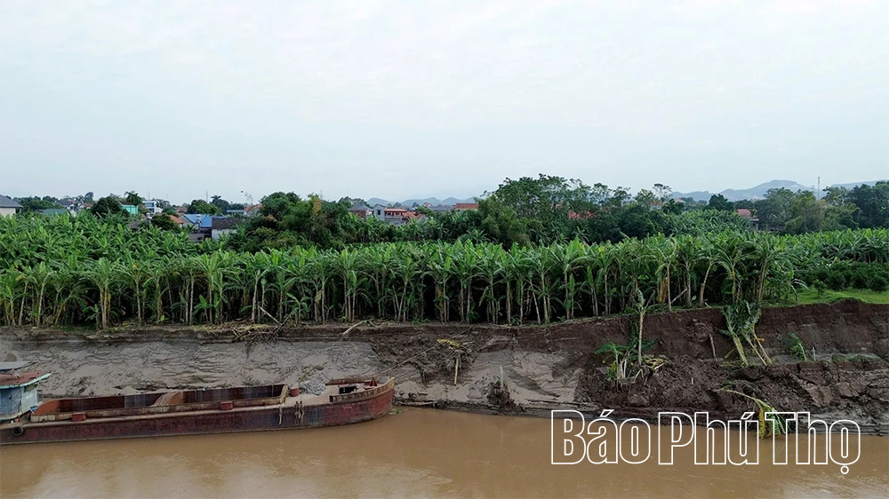 Cấp bách “cứu” các điểm sạt lở bờ, vở sông Hồng