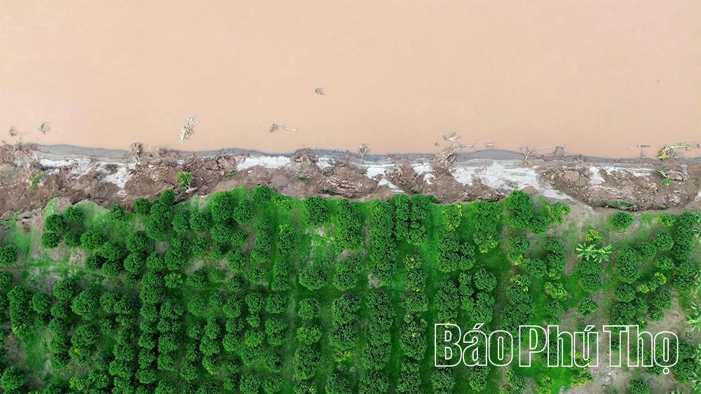 Cấp bách “cứu” các điểm sạt lở bờ, vở sông Hồng