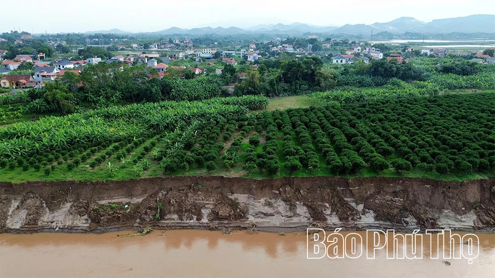 Cấp bách “cứu” các điểm sạt lở bờ, vở sông Hồng