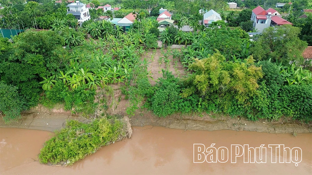 Cấp bách “cứu” các điểm sạt lở bờ, vở sông Hồng